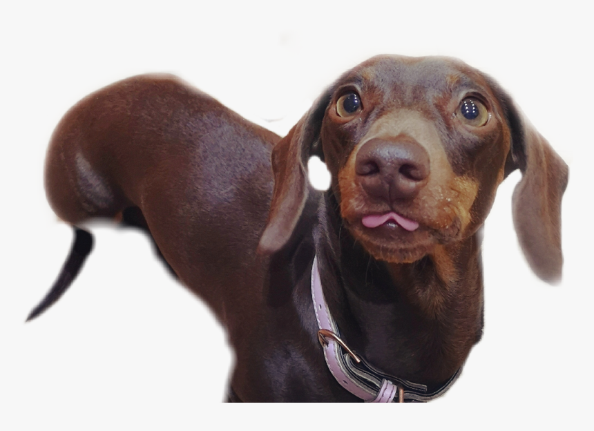 ##dachshund #blep #dog #dogsofpicsart #sausage #sausagedog - Companion Dog, HD Png Download