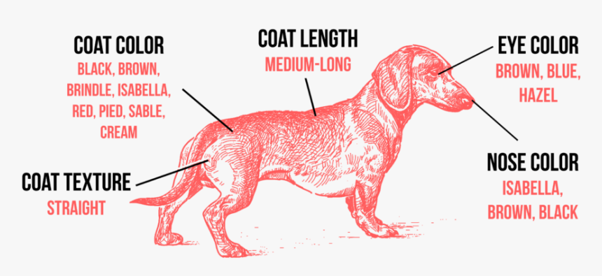 Tibetan Mastiff Coat Types, HD Png Download