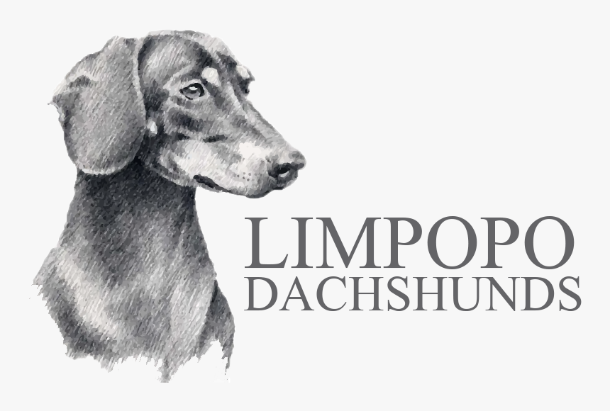 Limpopo Dachshunds - Drawing Of Dachshund, HD Png Download