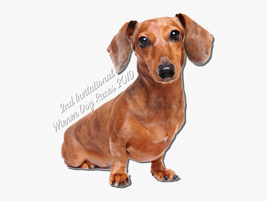 Sausage Dog No Background, HD Png Download