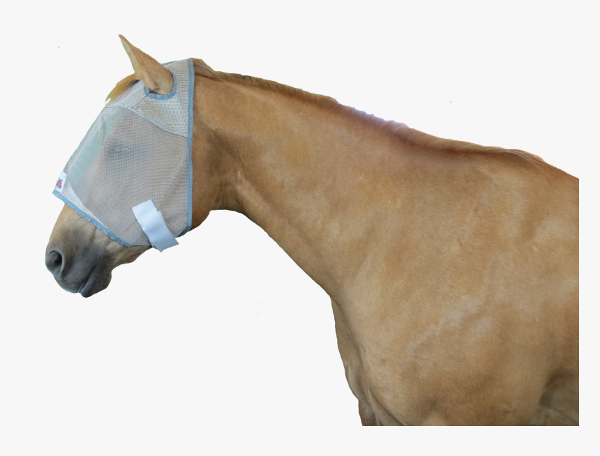 Stallion, HD Png Download