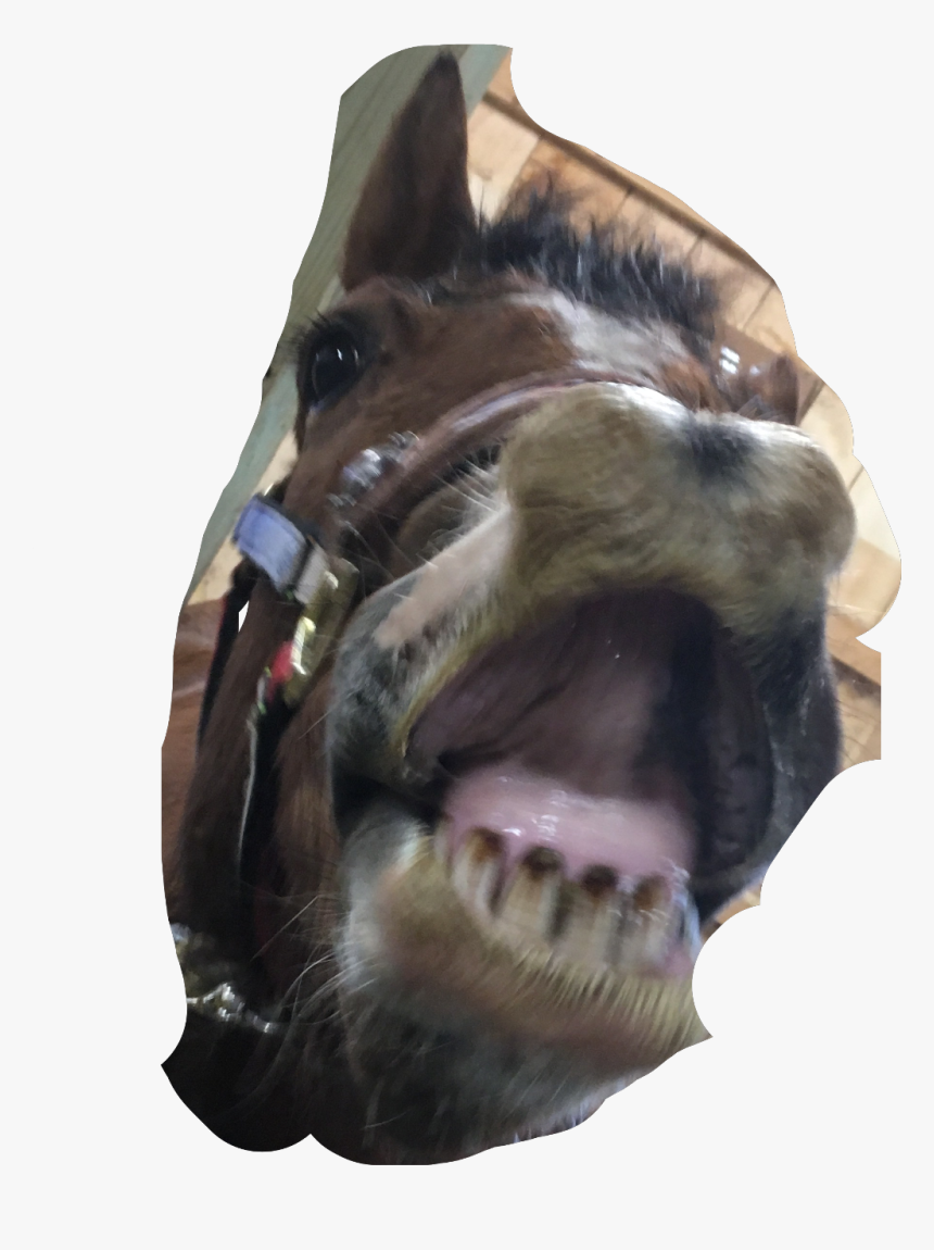 This Sucks But🤦🏼‍♀️😂🤷🏼‍♀️ - Marine Mammal, HD Png Download