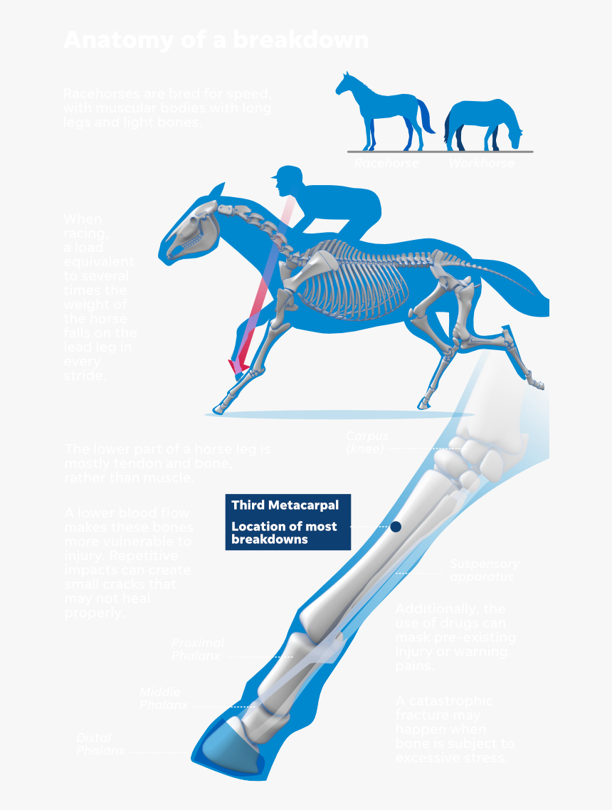 Stallion, HD Png Download