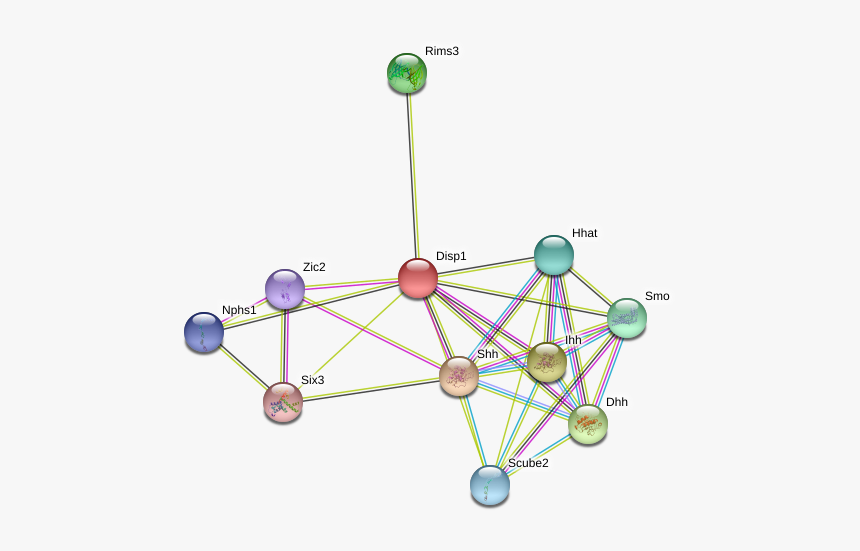 Disp1 Protein - Circle, HD Png Download
