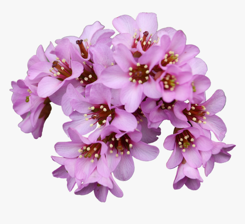 Bergenia Png, Transparent Png