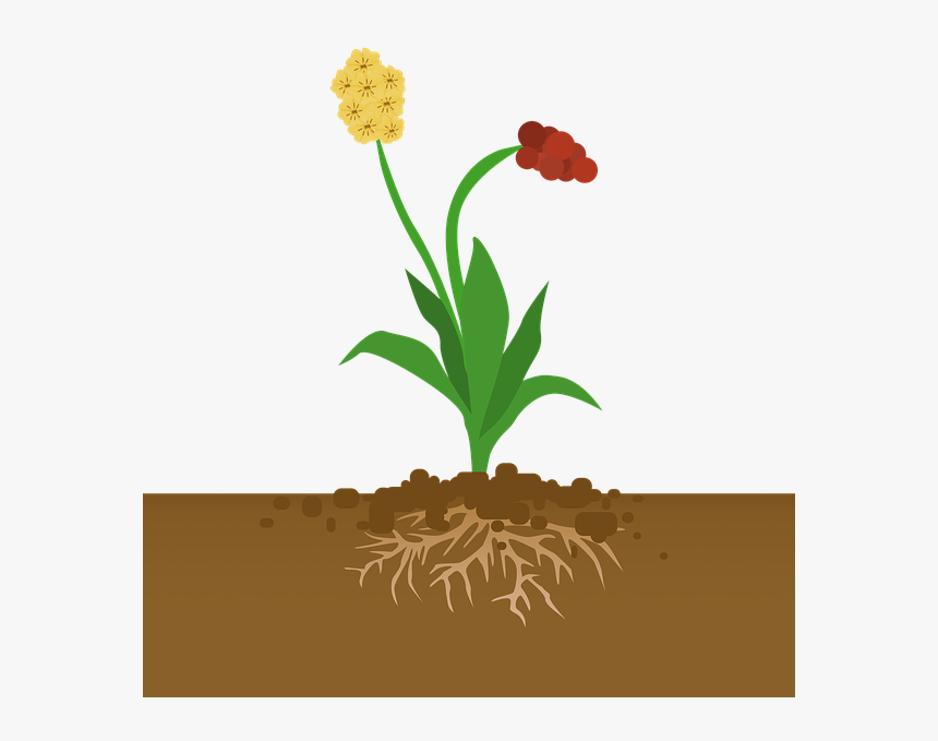 Transparent Flowering Plants Clipart - Plants Absorbing Carbon Dioxide, HD Png Download
