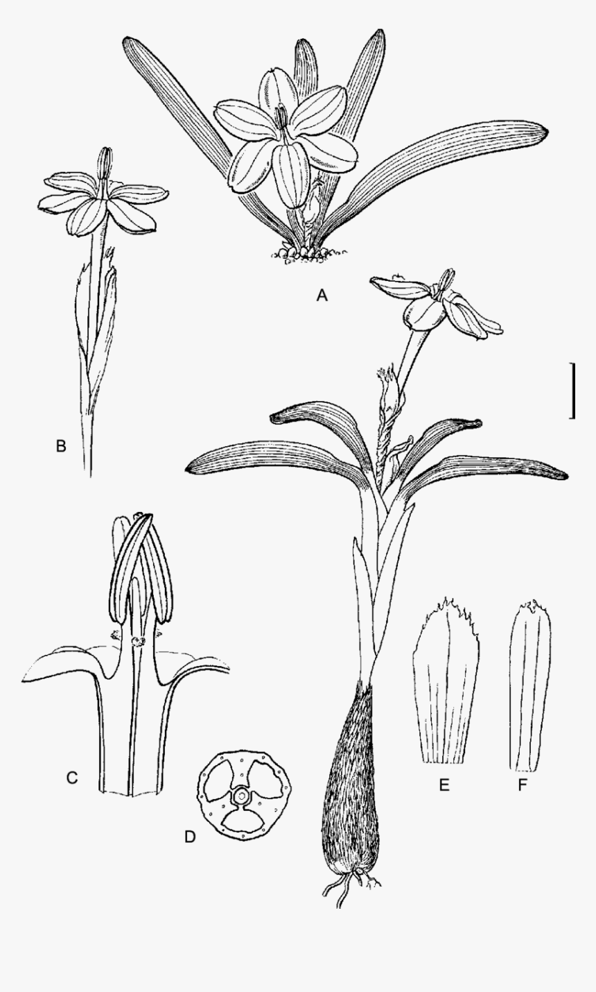 Sketch, HD Png Download