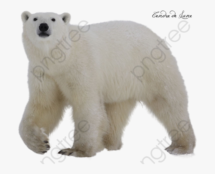 White Polar Bear Polar Bear Clipart Transparent Background - Polar Bear With No Background, HD Png Download