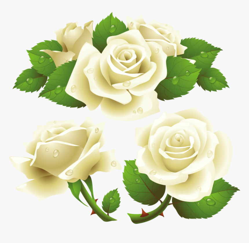 Free Png White Roses Png Images Transparent - White Rose Vector Png, Png Download