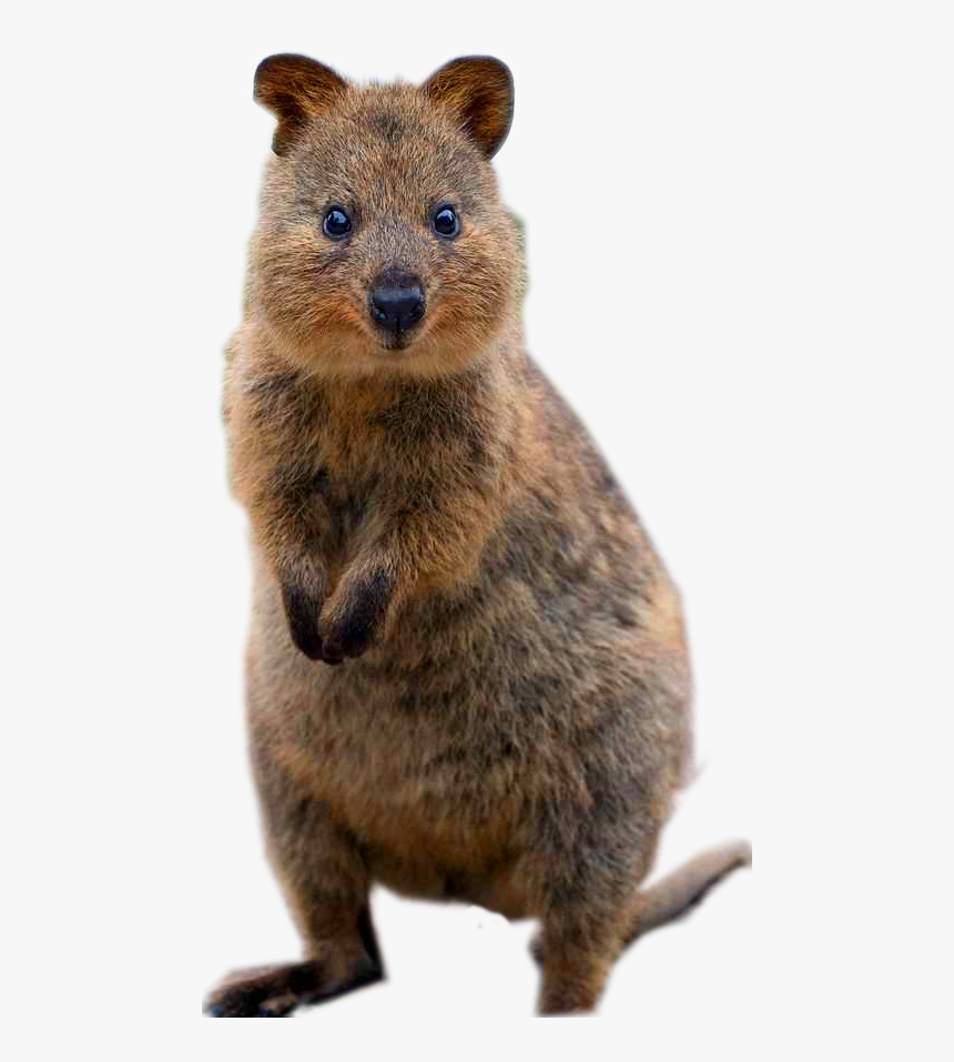 Groundhog - World's Happiest Animal, HD Png Download