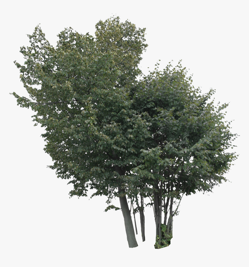 2d Trees - Tree, HD Png Download
