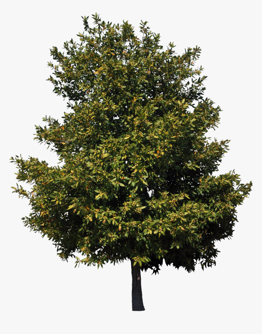 American Sycamore Tree Birch Cedar Clip Art - American Sycamore Tree Png, Transparent Png