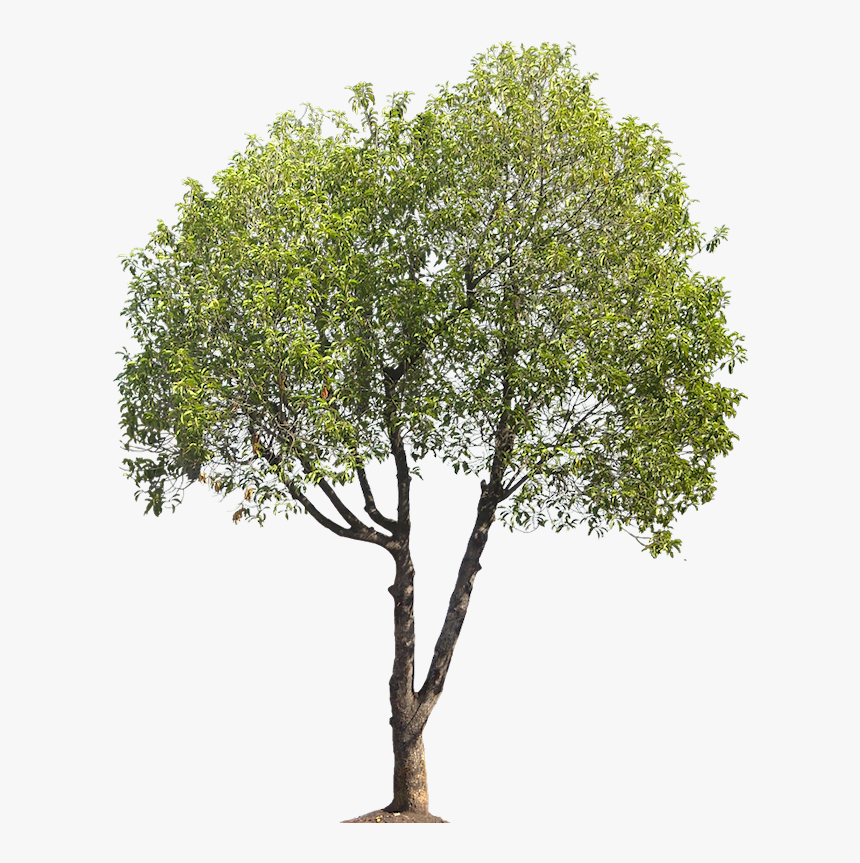 Birch Tree Landscape Architecture, HD Png Download