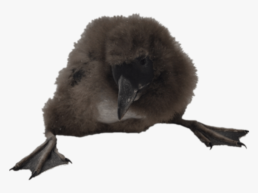 Puffin-chick - Puffin, HD Png Download