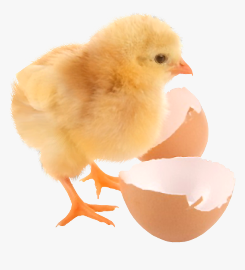 Baby Chicken In Egg