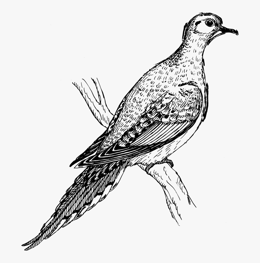 Mourning Dove Drawing, HD Png Download