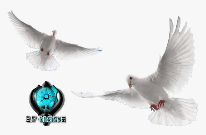 Transparent Background Dove Png, Png Download