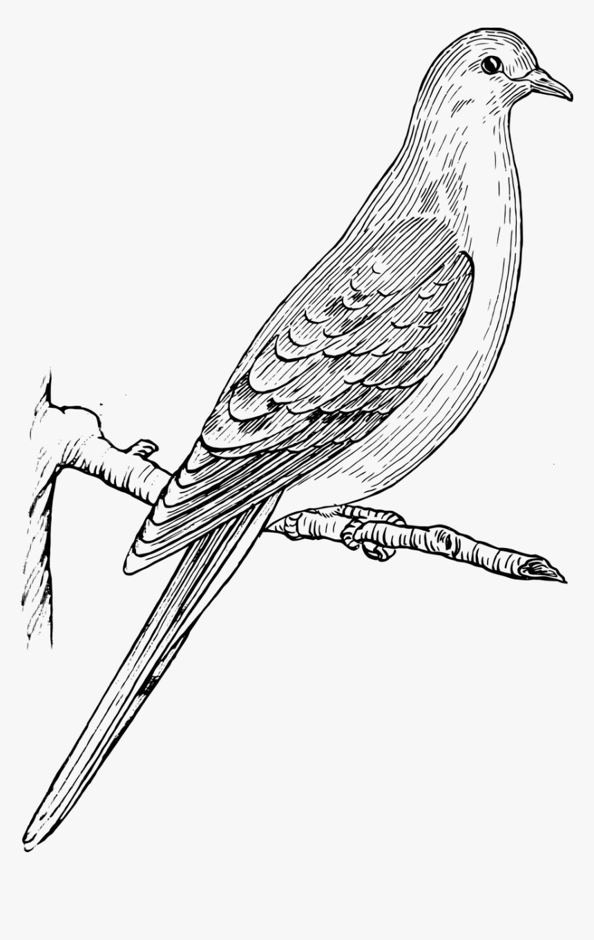 Mourning Dove Clipart Black And White, HD Png Download