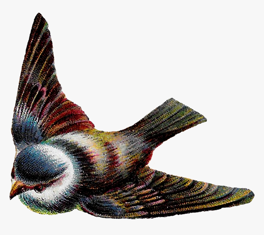 Transparent Flying Bird Clipart - Bird Flying Vintage Illustration, HD Png Download