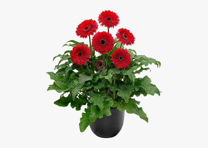 Barberton Daisy, HD Png Download