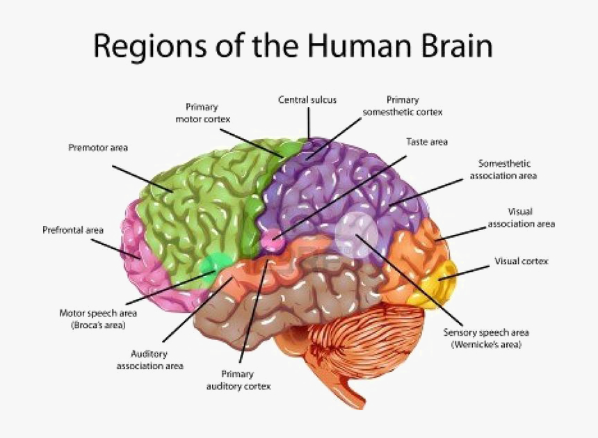 Brain Png Transparent Image - Brain Labeled, Png Download