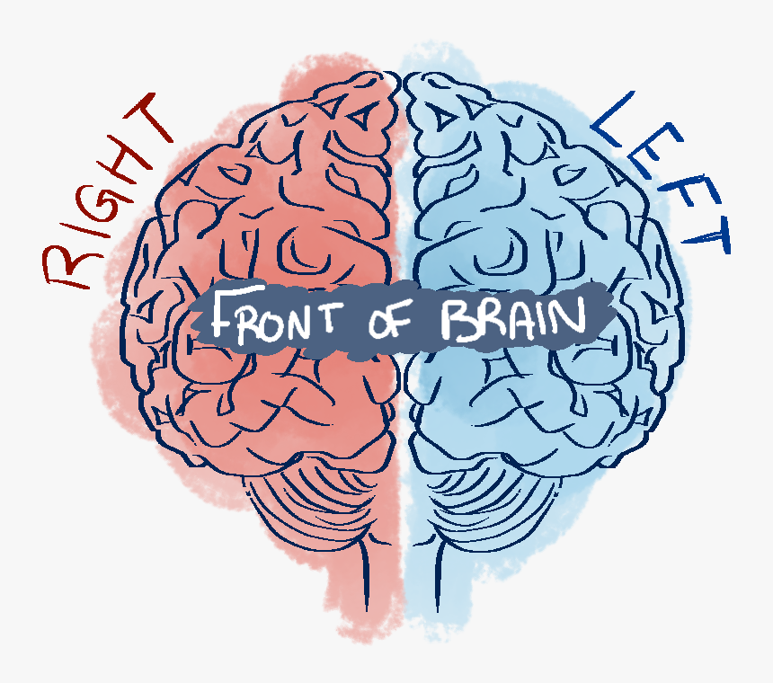 Left Hemisphere, HD Png Download