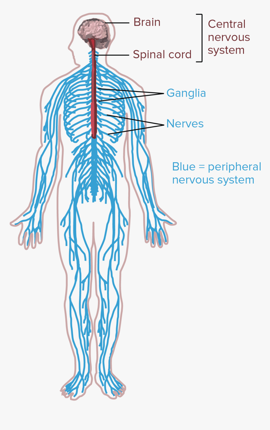 Central Nervous System Drawing, HD Png Download