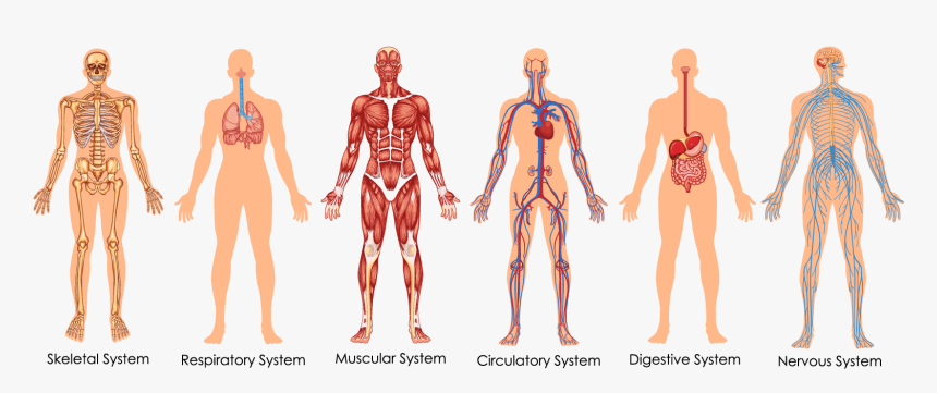 Functional Integrative Spinal Correction - Body Systems Diagram, HD Png Download