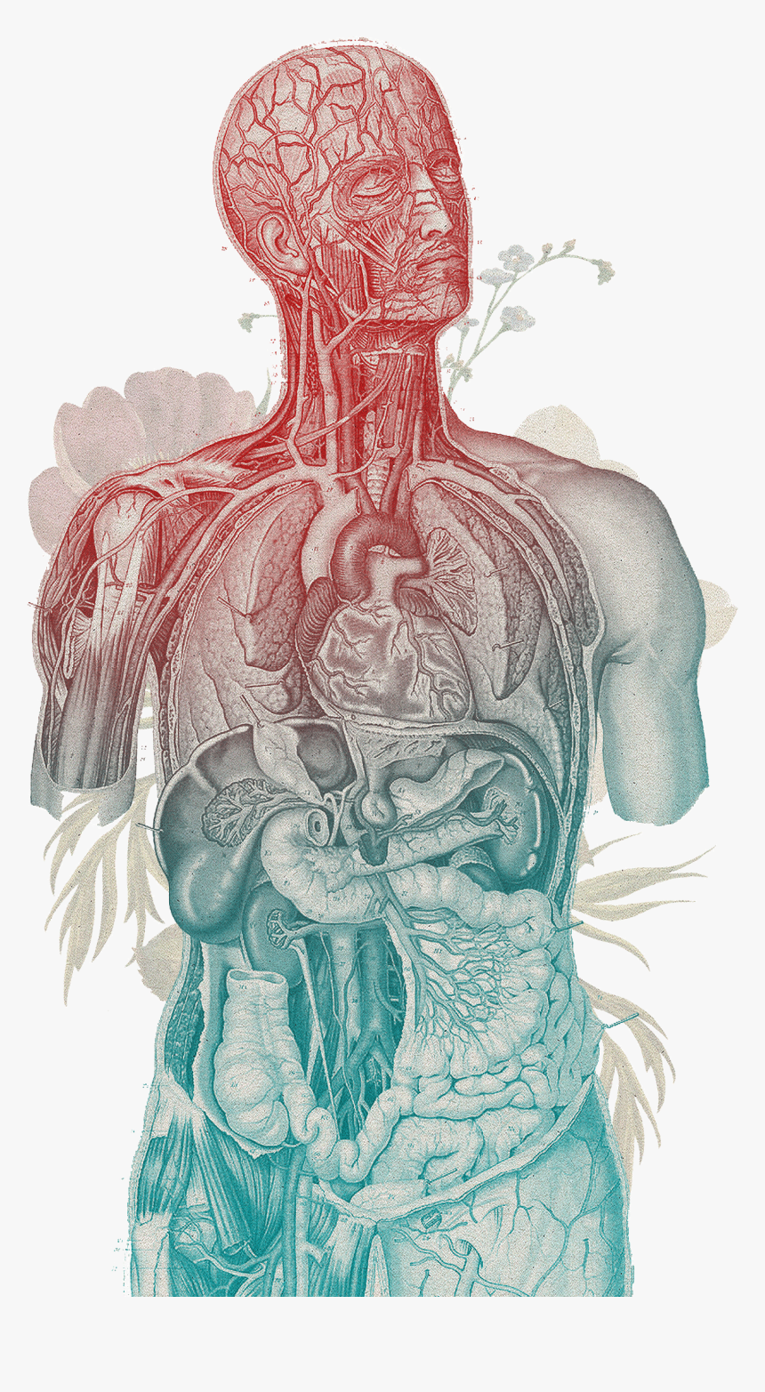 Human Body Vintage , Png Download - Body's Endocannabinoid System, Transparent Png