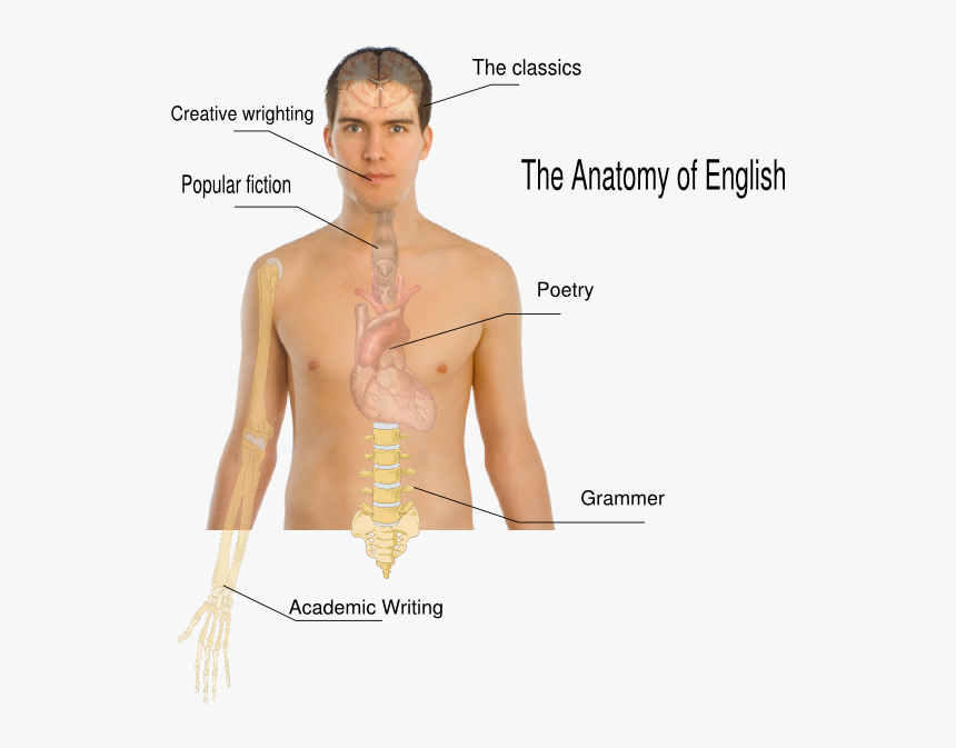 English Anatomy, HD Png Download