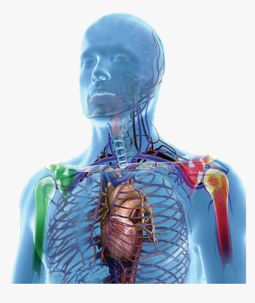 Mesenflow Human Body - Man, HD Png Download