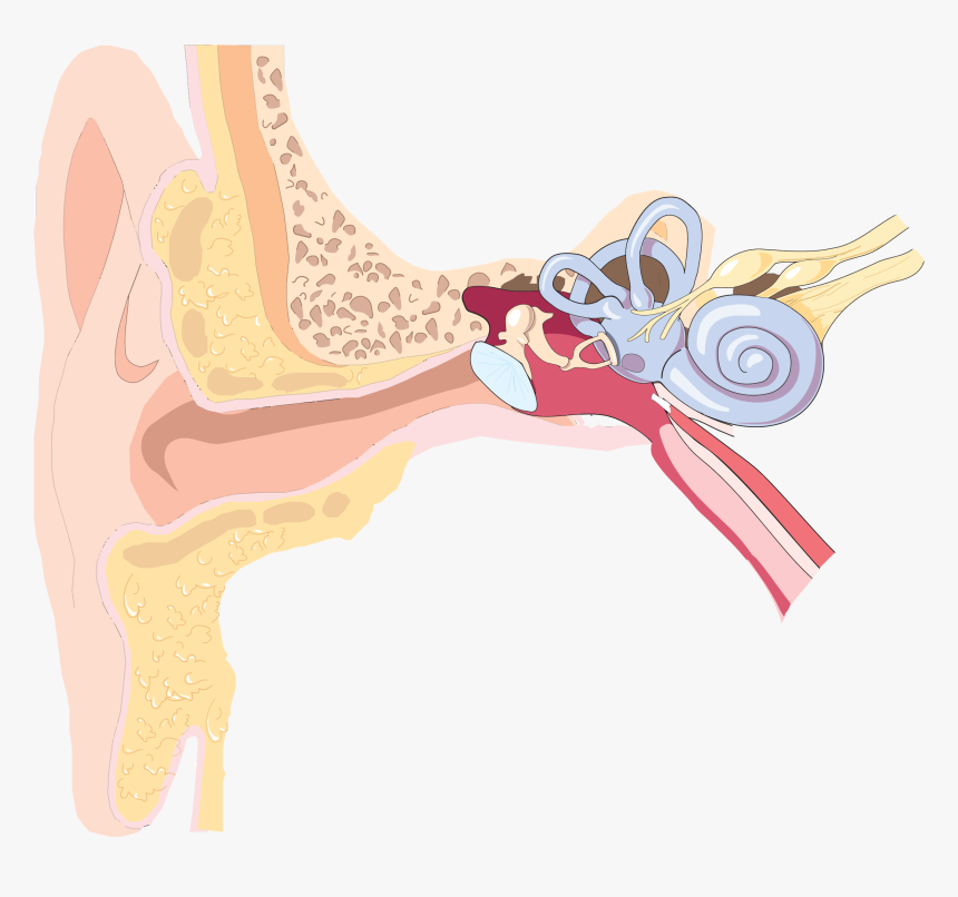 Shoulder,human Body,neck - Ear Anatomy Png, Transparent Png