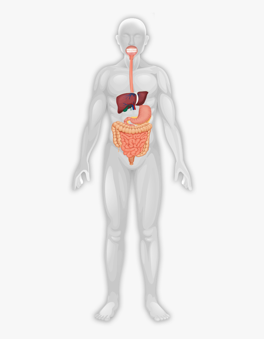 Image Is Not Available - Illustration, HD Png Download