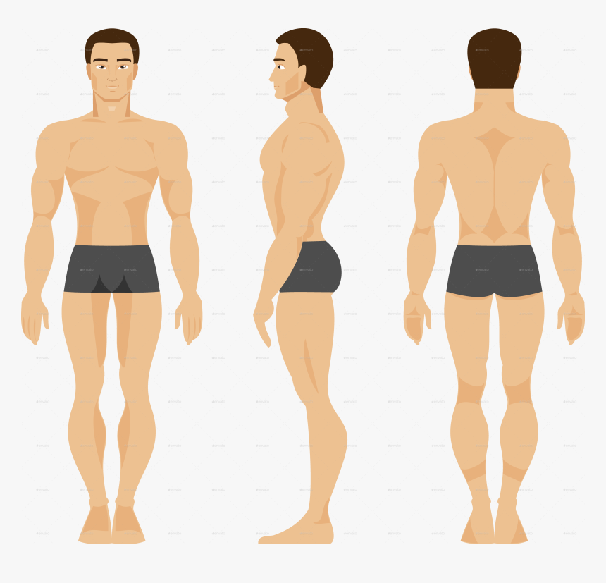 Anatomy, HD Png Download