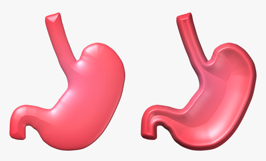 Stomach, Health, Empty, Full, 3d, 3 D, Organ, Human - Human Stomach Png, Transparent Png