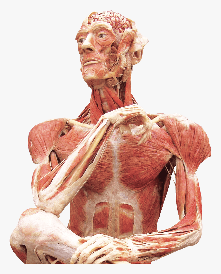 Body Worlds 3, HD Png Download