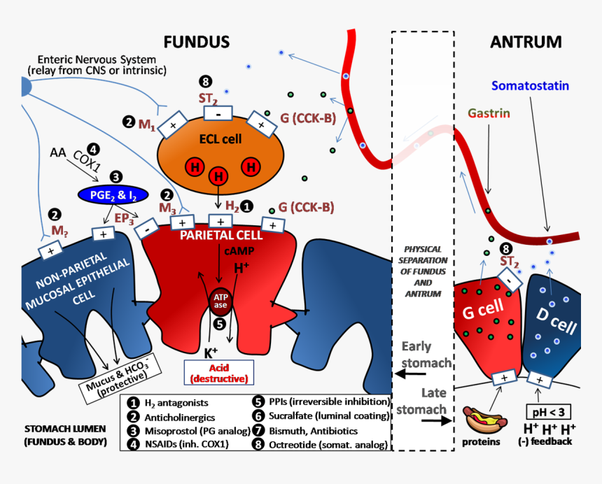 Determinants Of Gastric Acid Secretion - Prostaglandin E2 Gastric Acid Secretion, HD Png Download