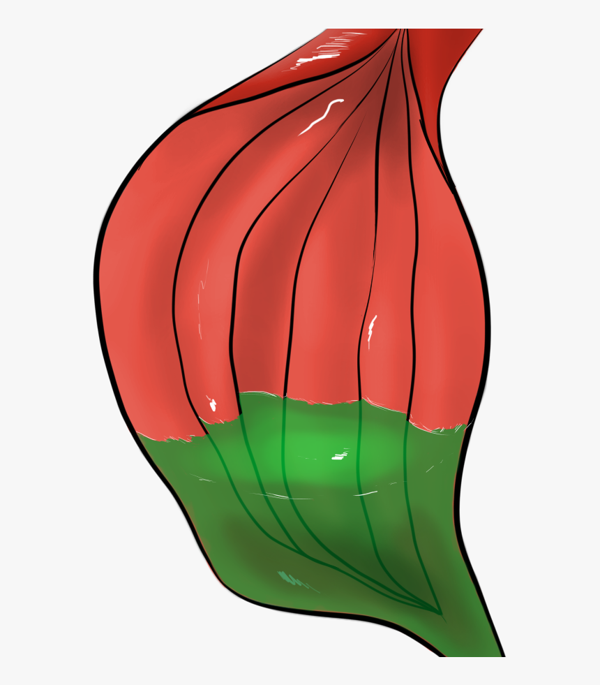 Free To Use Stomach With Acid, HD Png Download