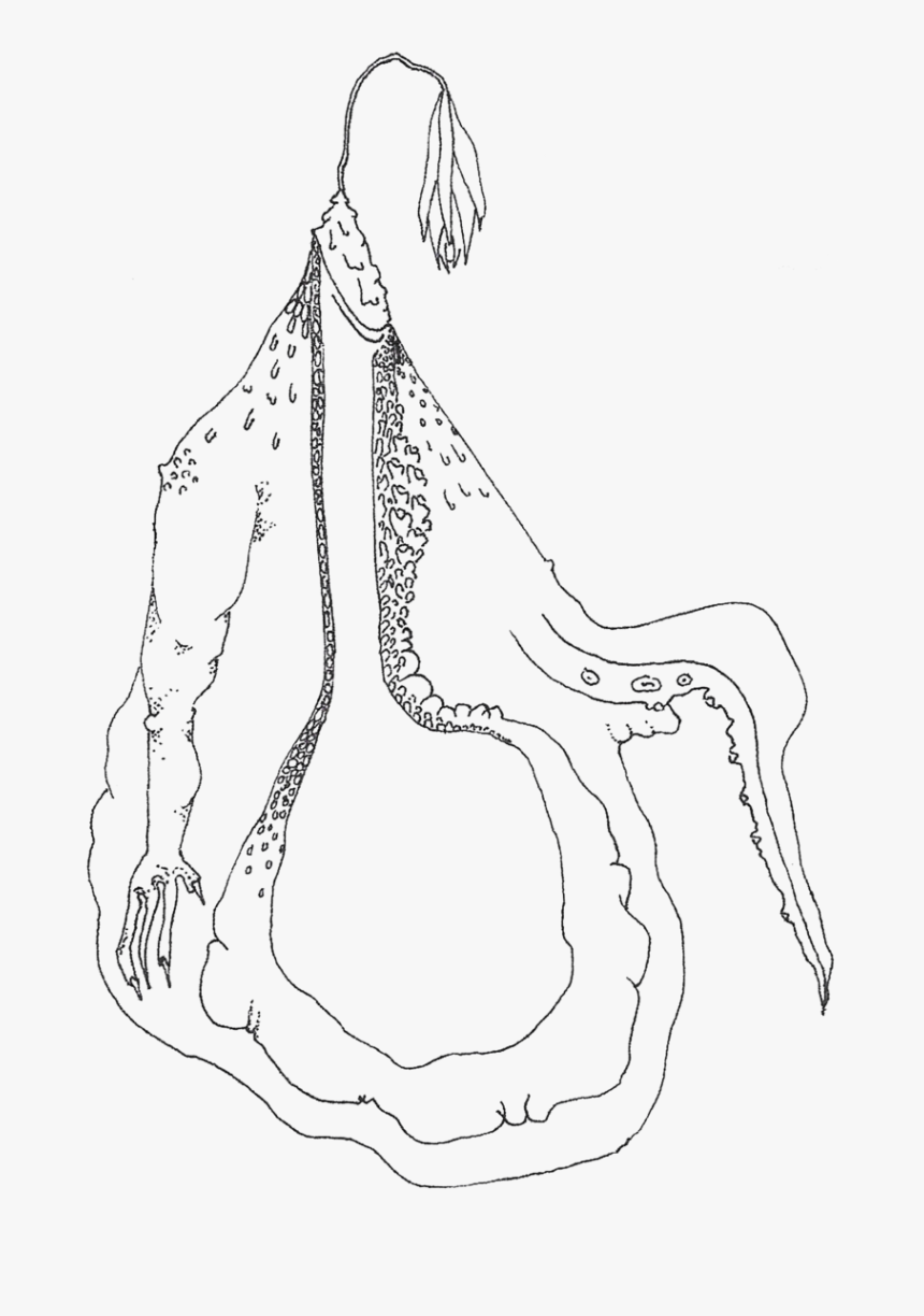 Transparent Stomach Png - Line Art, Png Download