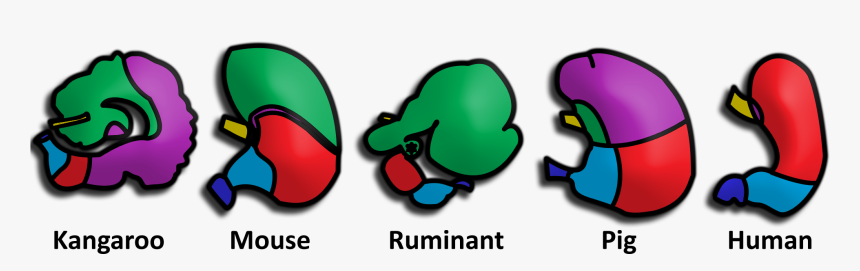 Mammalian Stomachs Remake - Stomach Of Different Animals, HD Png Download