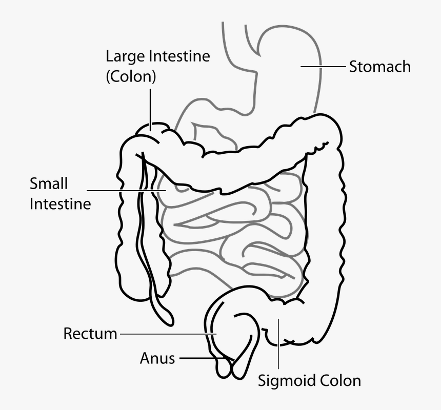 Diagram, Digestive, System, Stomach, Intestine - Large Intestine And Small Intestine Diagram, HD Png Download