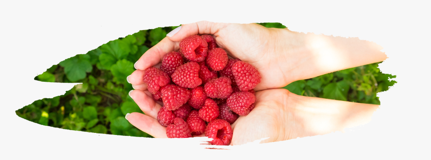 Frutti Di Bosco, HD Png Download