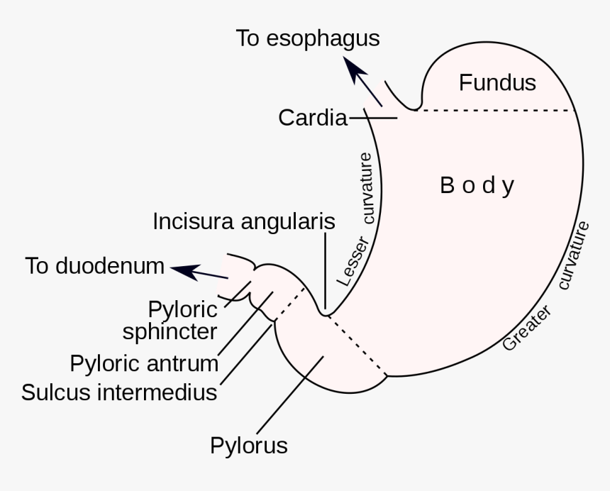 Diagram, HD Png Download