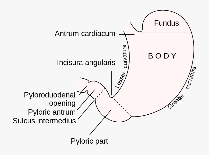 This Diagram Of The Stomach Shows The Cardiac Region, - Stomach Figure, HD Png Download