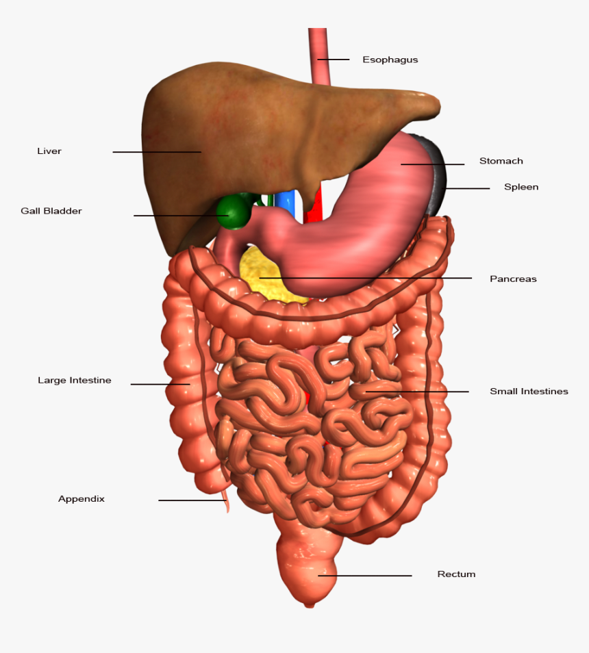 Stomach Clipart Human Intestine - Human Digestive System, HD Png Download