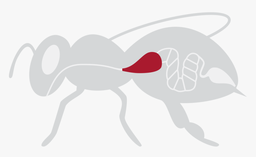 Clip Art, HD Png Download