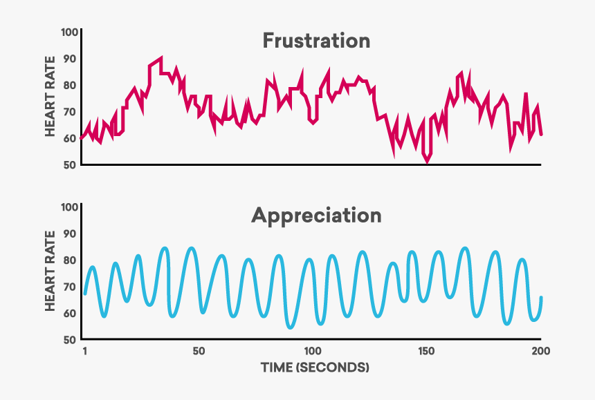 Сърдечна Дейност На Плода, HD Png Download