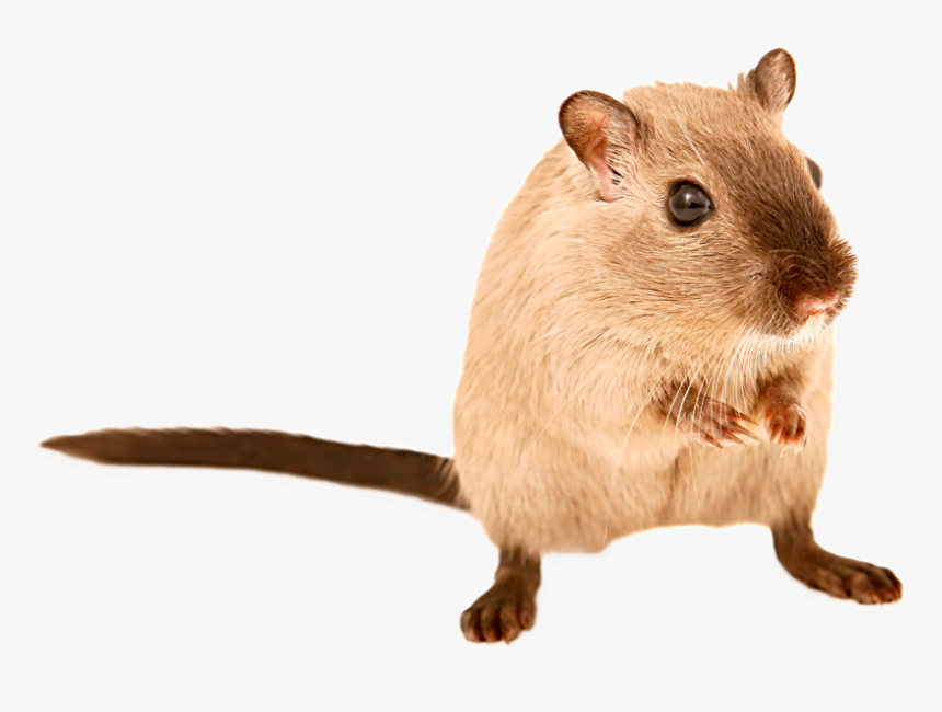 Transparent Mouse Animal Png - Pets Are Legal In Australia, Png Download