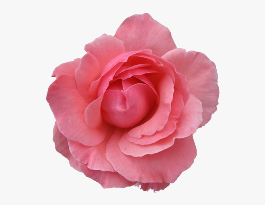 Pink Flowers Rose Pink Flowers Clip Art - Purple Flower Transparent Background, HD Png Download