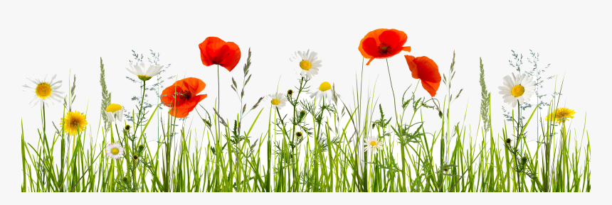 Wild Flowers Transparent, HD Png Download